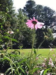 Contributed by – Carolyn Hutcheson- ITS Settles Bridge Elementary. Here are some suggestions for iPhotography for you to try in order to improve the photos ... - coneflower