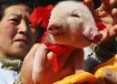 Wild Pigs on the Web