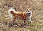 File:Icelandic sheepdog vif vom schloss neubronn 01.jpg ...