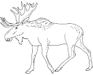 Moose coloring page