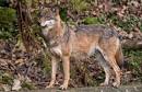 Wolf Subspecies/