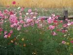 A Poetry of Wildflowers | Gals About Town