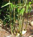 http://www.completebamboo.com/Pic%2520Assets/Growing/Bamboo_In_Ground.jpg
