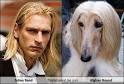 Julian Sand Totally Looks Like Afghan Hound. Look-alike by: Nikkola - 129187290800209188