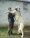 Anatolian Shepherd Breed Infomation And Pictures