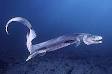 Hexanchiformes : Fossils Online, Welcome!
