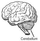 The Cerebellum | in Chapter 02: Human Nervous System | from ...