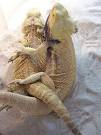 Herpy - bearded dragons89