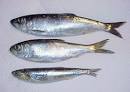 Lake Michigan Angler - Baits for Dodgers and Flashers