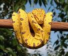 Kingsnake.com - Herpforum > Snake Forums > Green Tree Pythons