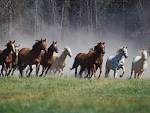 Horses Free Stock Photos - Free Stock Photos