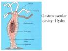 Gastrovascular cavity: Hydra