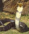 King cobra - via Daymix
