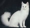 Turkish Angora - Dogs and Cats Wiki