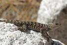 wildherps.com - Western Fence Lizard (Sceloporus occidentalis)
