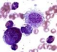 Mast Cell Disease in Dogs and Cats: An Overview