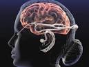 Cognition / Perception | Psychology, Neuroscience and Behavi