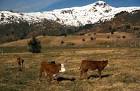 Domestic animals livestock - via Daymix
