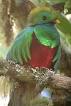 Quetzal - Wikipedia, the free encyclopedia
