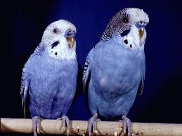 ماذا تعرف عن طيور الحب ؟؟ وكيف تربيها فى منزلك ؟؟ الإجابة هنا Images?q=tbn:ANd9GcThzAcEiAzT-IHf0ElPbSTQA4CsMad0_h42AB3bIK3RC3GSmhuXjA