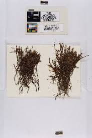 Image result for "Jungermannia renifolia"