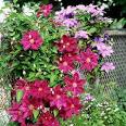 How to Prune Clematis: Organic Gardening