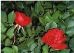 File:Rosas rojas.jpg - via Daymix