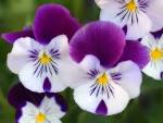 wallflower - Flowers Wallpaper (33623890) - Fanpop fanclubs