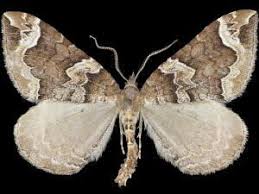 Image result for Eulithis xylina
