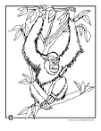 Orangutan coloring page