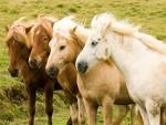 Iceland Ponies 2 — Fotopedia - via Daymix