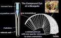 compound eye