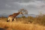 After dark in the South African bush | Itchy Feet Magazine