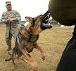 Dog attack - Wikipedia, the free encyclopedia