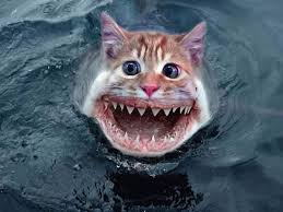 http://t2.gstatic.com/images?q=tbn:ANd9GcTjASrmsoN-3QYH-dtkOHziCoAHPQsHZ39bAnNX4owhIWL4Qxw&t=1&usg=__mWG9ydIcByNyBFivn2Li07XsVkk=
