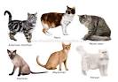 ANIMAL KINGDOM :: CARNIVOROUS MAMMALS :: CAT BREEDS image - Visual ...