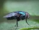 Fly - Wikipedia, the free encyclopedia