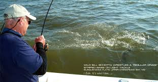 Wild Bill Schotta Landing a Striped Bass on the Susquehanna Flats in the Chesapeake Bay wearing. Fishing Team Home - wild_bill_schotta