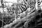 NT2073 : Tiger at Edinburgh - via Daymix