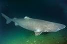 Greenland Shark Pictures - images of somniosus microcephalus