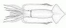 Squid, Argentine Shortfin - Jigging : SEAFOOD DATABASE : WWF SASSI