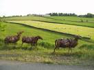 Sheep: Metal and Not - via Daymix