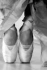 ballet shoes - photo/picture definition at Photo Dictionary ...