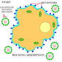 CHAPTER #11: VIRUSES