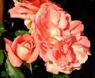 This is the variety “Golden Kiss” with the one on the left begging to grace - via Daymix