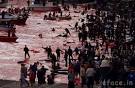 Denmark is a big shame to whole world | www.