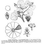 <b>Malvaceae</b> Juss.