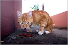 rote Katze - Bild \u0026amp; Foto von Manfred Dohmen aus Katzen ...