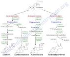 <b>Adrenal</b> steroid <b>hormone</b>