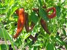 Puttering In The Garden » Peppers